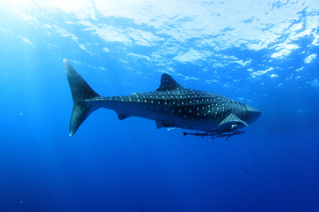 liveaboard diving sailboat