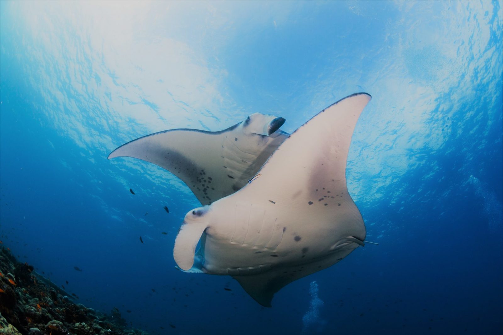 Dive with beautiful manata rays in the Similan Islands