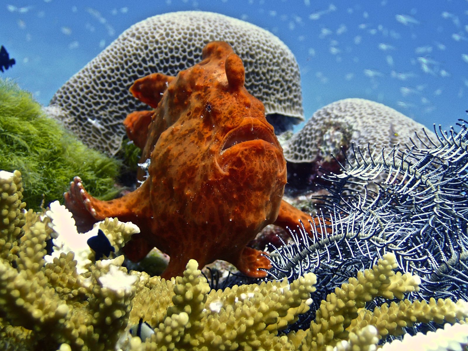 Frogfish