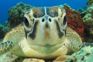 Turtle-scuba-diving-phuket