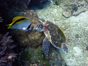 Favourite marine life of the Andaman Sea blog
