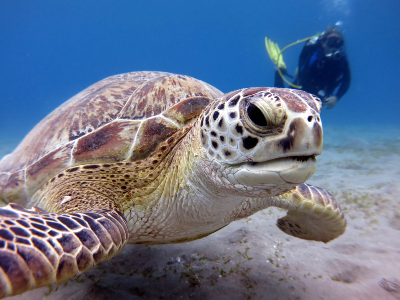 Try diving with Andy's Scuba Diving Phuket