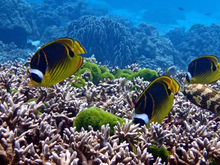 Coral Reefs Phuket