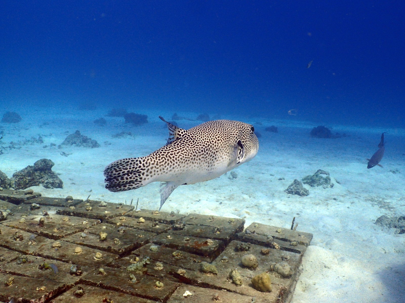 Porcupine Fish, Scuba Diving Phuket Day Trips