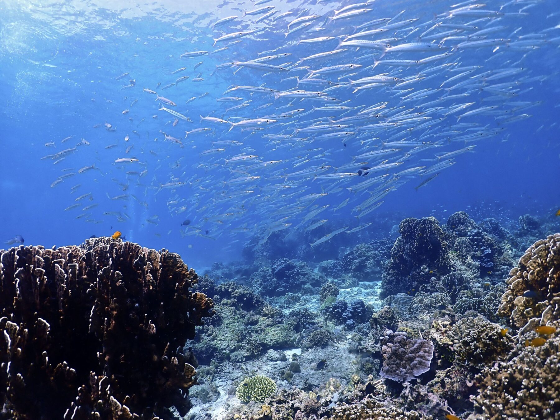 Racha Noi & Racha Yai Phuket Dive Sites