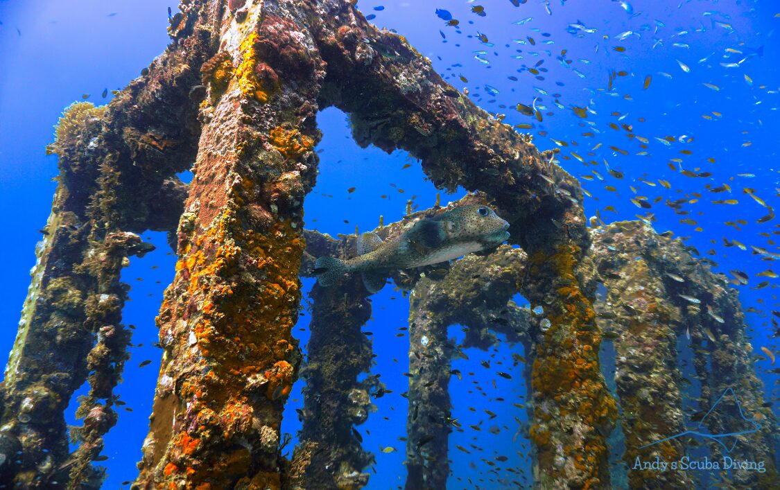 How Artificial Reefs Benefit Marine Life